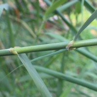 Arundo donax L.